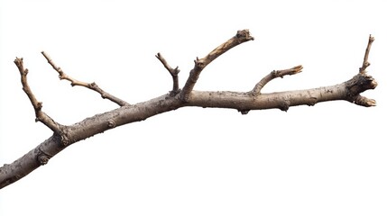 Detailed Closeup of a Dried Branch