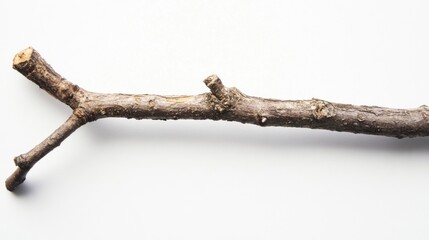 Fototapeta premium A Simple Branch Against a White Background