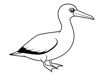 gannet-on-white-background (1).eps