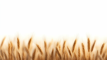 Golden wheat field under bright white sky.