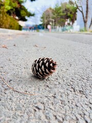 pine cones on the ground