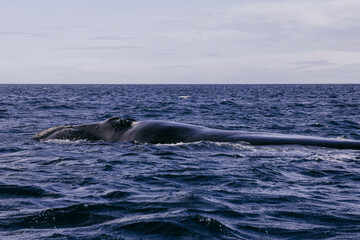 Obraz premium Ballena franca austral asomando su cabeza para respirar en la superficie del océano Atlántico, Golfo Nuevo, Península de Valdés, Chubut