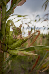 Corns in the field