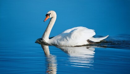 Obraz premium two swans in the water