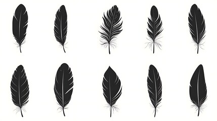 Feather icons. Set of black feather icons isolated. Feather silhouettes.with white background