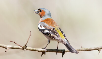 Fototapeta premium robin on a branch
