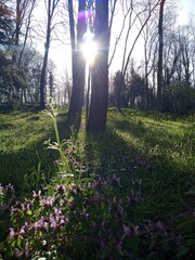 Fl&uuml;hling l&auml;sst sein blauen Band... E.M&ouml;rike