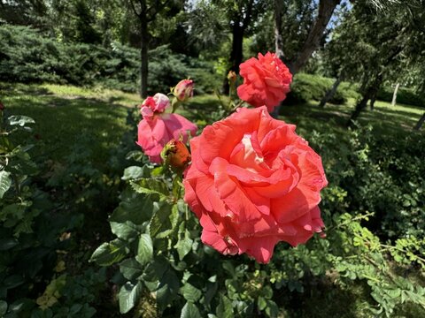 Close up beautiful orange rose, orange golap, golap ful, rosa spartan. Floribunda orange fresh rose growing in the garden. Rosa 'Spartan' is a floribunda rose cultivar.
