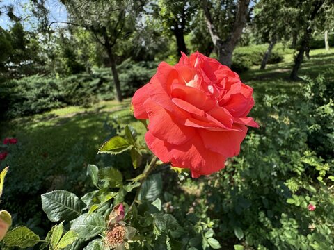 Close up beautiful orange rose, orange golap, golap ful, rosa spartan. Floribunda orange fresh rose growing in the garden. Rosa 'Spartan' is a floribunda rose cultivar.
