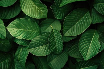 Fototapeta premium green leaves copy space