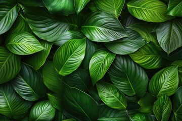 green leaves copy space