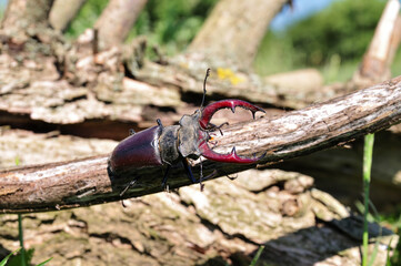 Stag Beetle