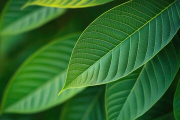 Fototapeta premium green leaves copy space
