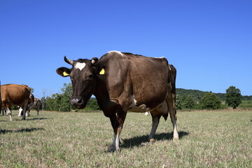 Pasturage cow.