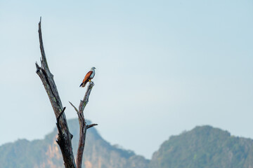 Aigle pêcheur perché sur un tronc d'arbre mort à Khao Sok