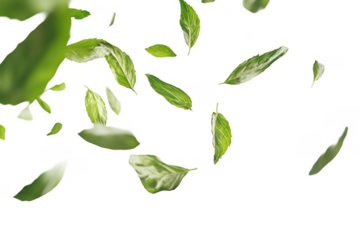 Flying mint leaves isolated on a white backgroundnd. Profe