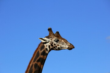 Giraffe portrait