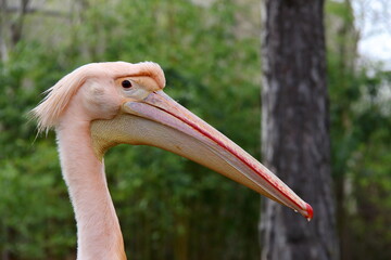 Close-Up of a Pink Pelican in Natural Habitat