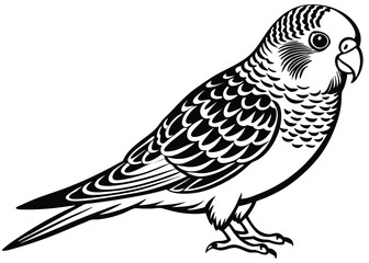 parakeet-on-white-background (1).eps
