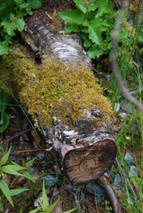 tree trunk Norway