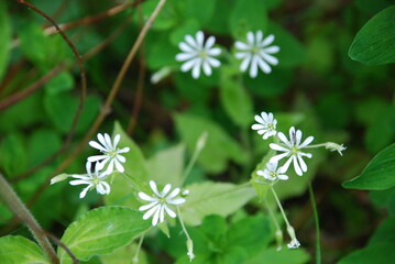 MOLDEN NATURE NORWAY