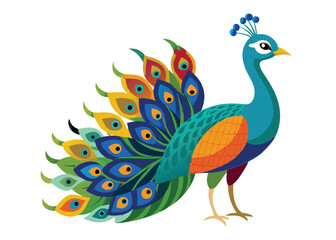 peacock with feathers