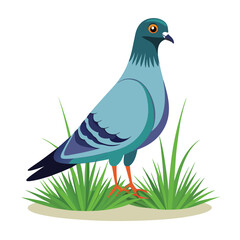 pigeon-long-grass-white-background 