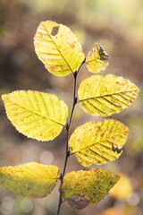 Background and texture of a branch with beech leaves that have turned yellow in the fall. The sun shines through the leaves from behind.