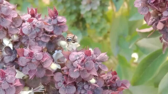 Honey Bee on ocimum basilicum flower or Honey Bee on Basil flower in the garden