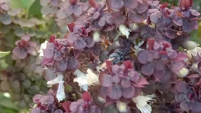 Honey Bee on ocimum basilicum flower or Honey Bee on Basil flower in the garden