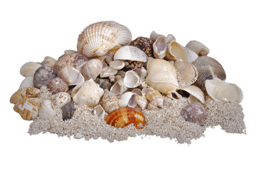 Obraz premium Sand and sea shells beach theme background isolated on a white background