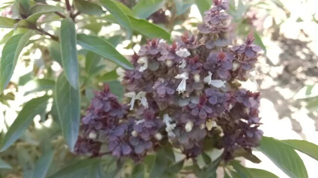 Honey Bee on ocimum basilicum flower or Honey Bee on Basil flower in the garden