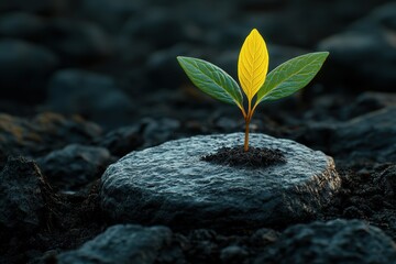 Single Sprout Growing in Dark Soil Against a Rocky Background