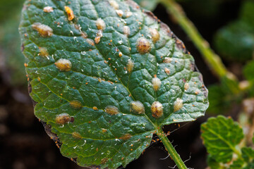 Macrophotography of Diaspididae insects on leaf vessel. Armored scale insects at home plants. Insects sucking plant
