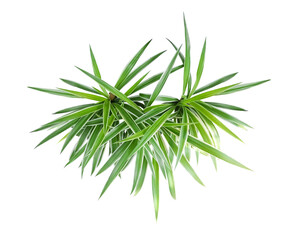 Fototapeta premium Spider Plant Top View