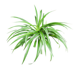 Obraz premium Spider Plant