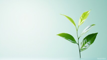 Obraz premium A fresh green plant against a soft background, symbolizing growth.