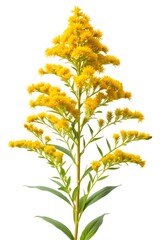 flower goldenrod