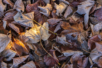 tapis de feuilles variées en sous bois un matin en hivers sous le givre, feuilles brunes avec lumières de soleil, png, ressources graphiques