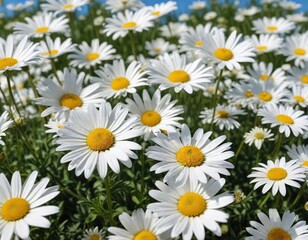 Obraz premium Field of white daisies in bloom under a clear blue sky on a sunny summer day , landscape, nature, sunshine