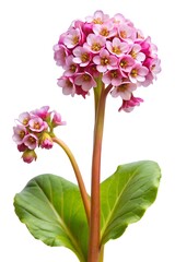 bergenia flower