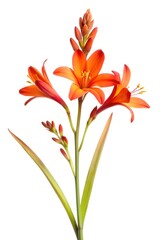 crocosmia flower