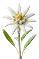 edelweiss flower