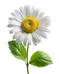 flower leucanthemum