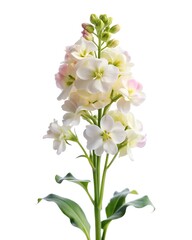 matthiola stock flower