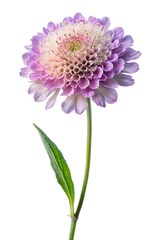 scabiosa flower