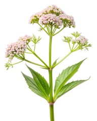 valerian flower