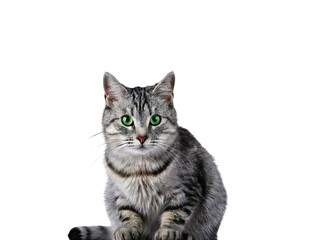 Obraz premium Detailed view of a silver tabby cat with striking green eyes sitting gracefully