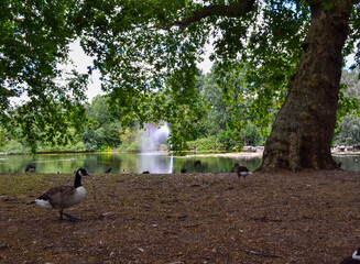 ducks in the park