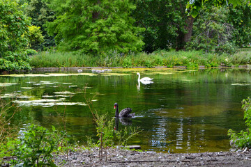 Pond with wildlife